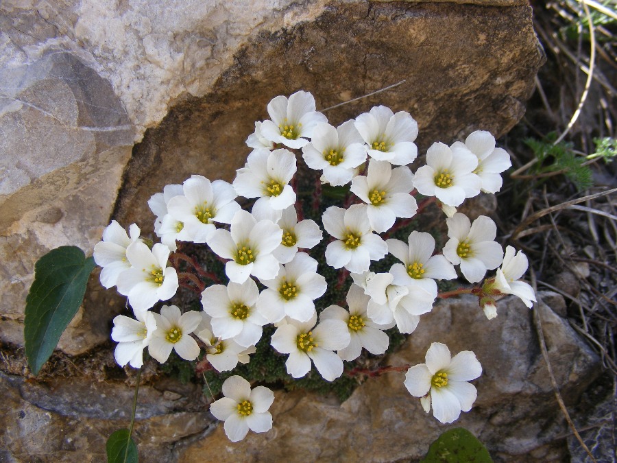 Piante: endemismi